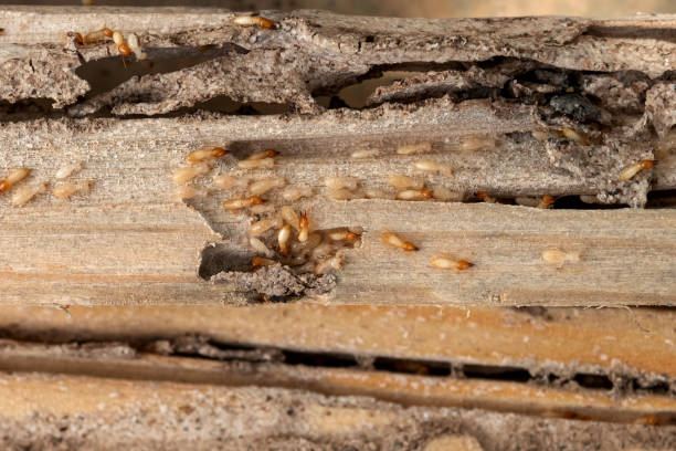 Best Insect Control  in Clancy, MT