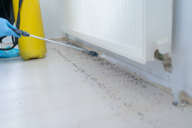 Best Pest Prevention Services  in Clancy, MT